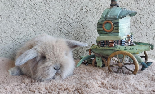 Conejos Mini Holland Lop (Usado)