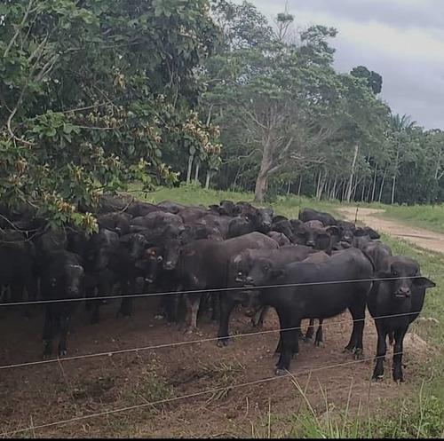 Imagen 7 de 8 de Finca En Barinas, San Rafael De Canagua, Mun. Pedraza En Venta