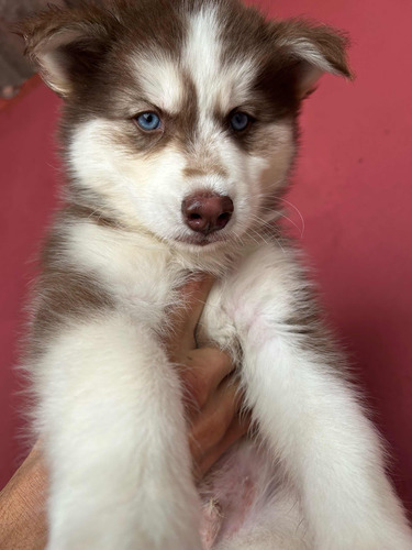 Husky Siberiano