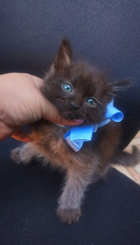 Gatito Persa De Pelo Largo Smoke Brown Ef395mil