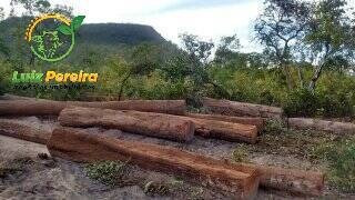 Imagem 8 de 14 de Fazenda À Venda No Alto Parnaíba - Ma De 6.377 Hectares (dupla Aptidão) - 1795
