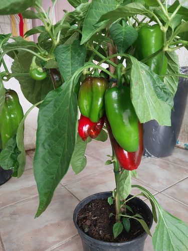 Planta Pe De Pimentão Vermelho. Capsicum Annum .