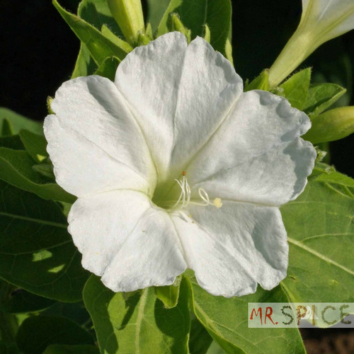 Flor Maravilha Boa Noite Mirabilis Jalapa Ideal Para Vasos
