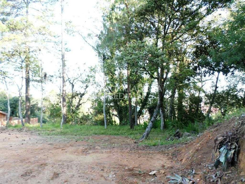 Imagem 5 de 5 de Terreno - Belem Novo - Ref: 225473 - V-225473