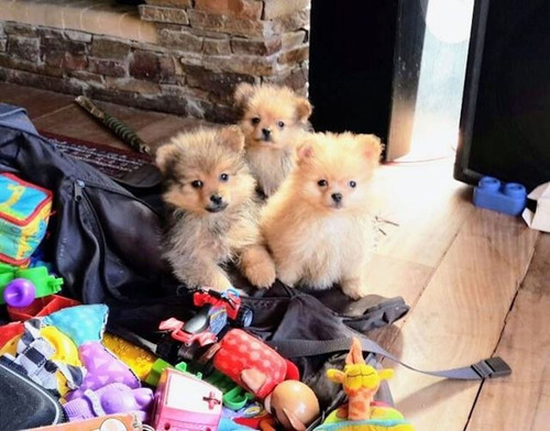 Cachorros Pomerania Listos Para Entregar!