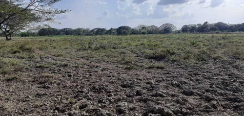 Tierras Privadas En Cojedes, Aptas Para La Cría De Búfalo. Vegas.