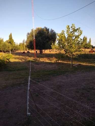 Imagen 7 de 11 de Vendo Finca 7 Hectareas San Rafael Mendoza