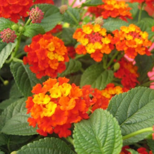 50 Sementes De Flor Lantana Câmara Sortidas / Cambará