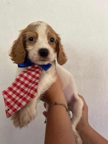 Cachorros Cocker Spaniel