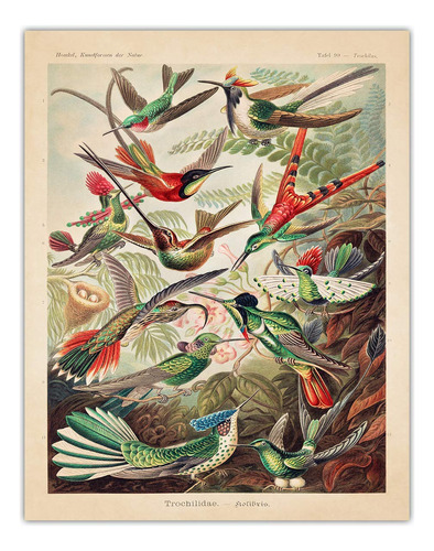 Vintage Ernest Haeckel Birds Wall Art Print - Imagen Sin Mar