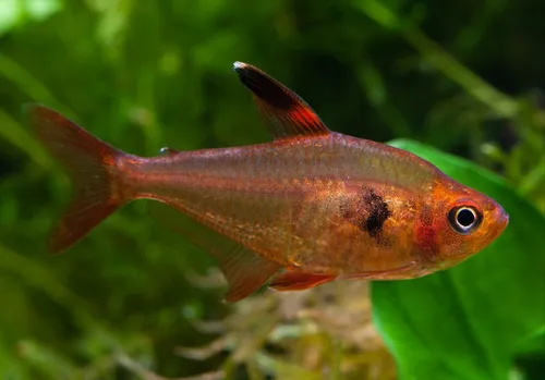 Pez Tetra Fantasma Rojo X 4
