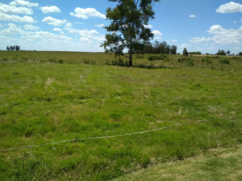 Campo De 11 Hectáreas En Ombúes De Betancor - Con Casa Completa. Coneat 161