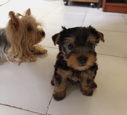 Imagen 2 de 3 de Cachorro Yorkshire Sin Pedegree Pero De Padres Puros