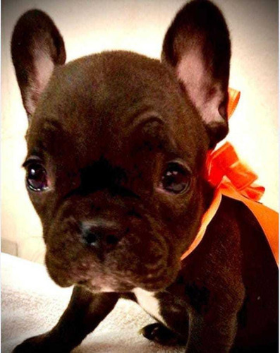 Imagen 1 de 5 de Bulldog Francés