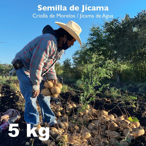 Imagen 1 de 3 de Semilla De Jícama - 5 Kg 