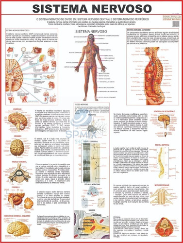Mapa Corpo Humano Sistema Nervoso 120 Cm X 90 Cm Grande