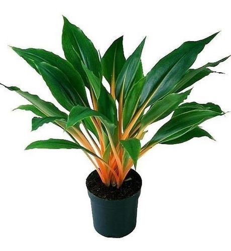 Imagen 2 de 5 de Plata De Interior Clorophytum Orchidastrum