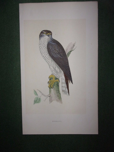 Pájaro  Goshawk.  Grabado Por Morris En Londres En 1866