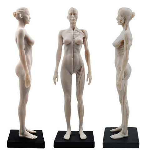 Modelo Médico Anatómico Del Músculo Del Cuerpo Humano De 30