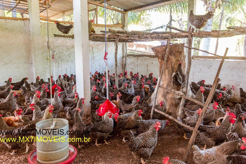 Imagem 8 de 15 de Sítio / Chácara Para Venda Em Mata De São João, Zona Rural, 10 Dormitórios, 3 Suítes, 9 Banheiros, 90 Vagas - 424_1-1401170