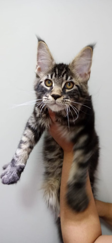 Filhote De Maine Coon Macho Blackblotched Gato Gigante (Usado)