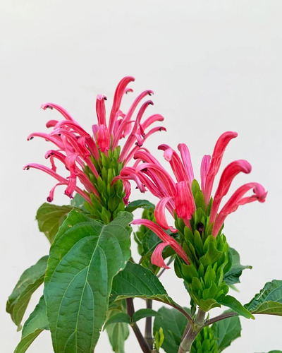 Jacobinia  ( Justicia Carnea  ) Flor Rosa