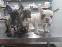Comprar Cachorros Bulldog Francés, Vacunados, Desparasitados