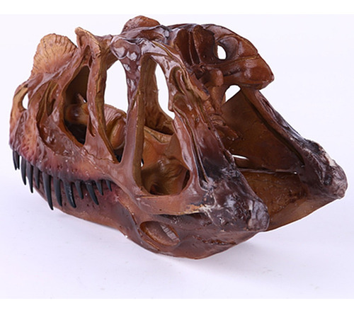 2 Piezas 1/3 Modelo De Resina Dilophosaurus Cráneo Fósil