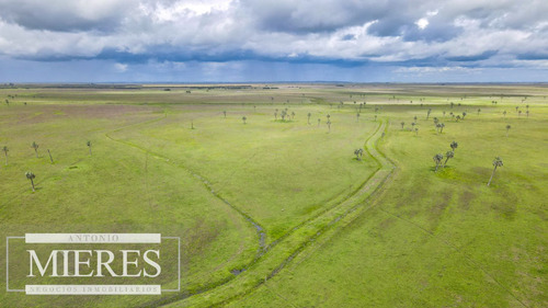 Campo En Rocha Ganadero Agrícola 125ha (ref: Atm-7988)