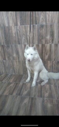 Imagen 6 de 7 de Huskys Siberianos