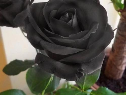 Sobre Para Sembrar 15 Plantas De Rosas Negras | Cuotas sin interés