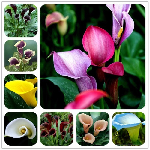 Kit 100 Sementes De Lirio Calla, Colorido, Jardins, Vasos