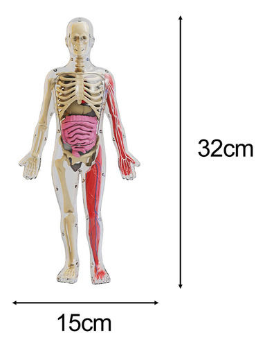 Kit De Quebra-cabeça De Corpo Humano, Adereços De Ensino,