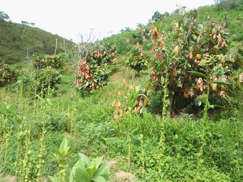 Imagen 13 de 15 de Se Vende Finca En Nirgua Sector Las Palmas / Yaracuy.