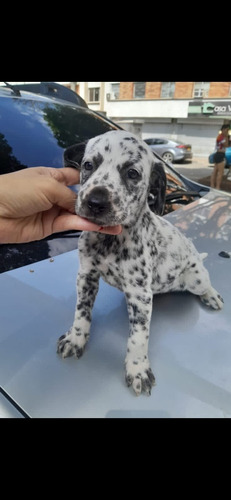 Perros Cachorros Dálmata Animal Pets Colombia