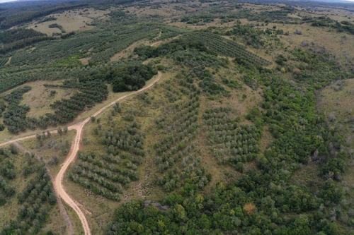 Imagen 8 de 30 de Campo Ovicola En Garzon - 212 Hectareas