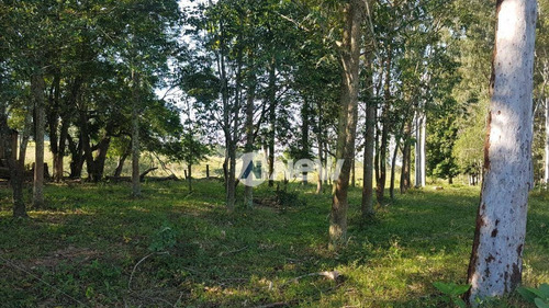 Imagem 4 de 25 de Chácara Com 3 Dormitórios À Venda, 870000 M² Por R$ 7.000.000 - Bairro Imigrantes - Capela De Santana/rs - Ch0085