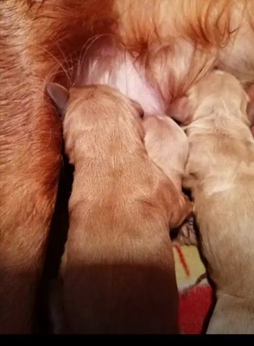 Imagen 5 de 9 de Cachorros Cocker Spaniel