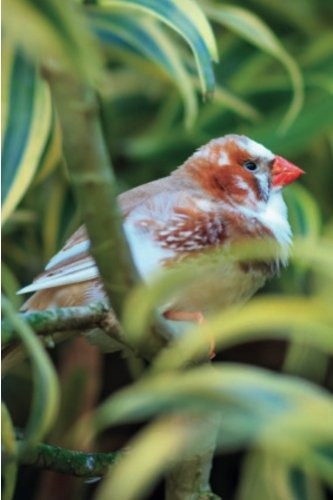 Exotic Birds December Notebook  Y  Journal Productivity Work