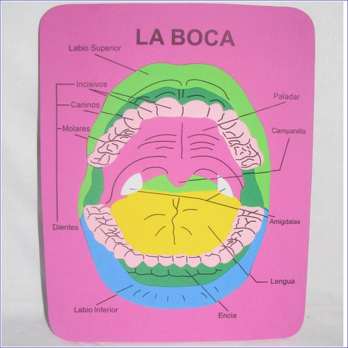 Set (2) Rompecabeza Boca Educativo Colegio Cuerpo Humano