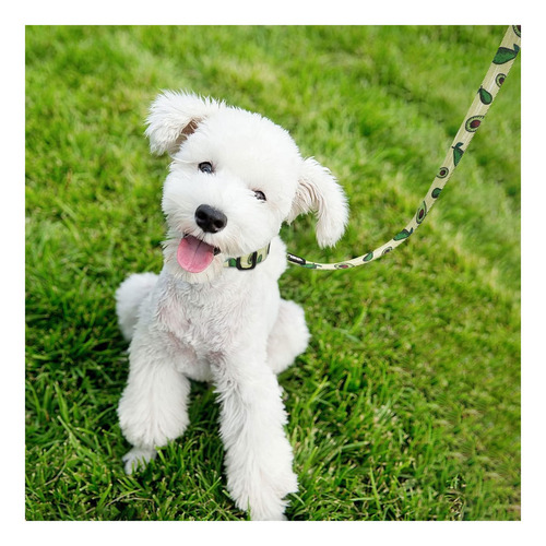 Juego De Correa Y Collar Para Perros Azuza, Divertidos De En