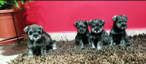 Schnauzer Miniatura Puros 