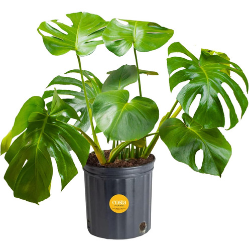 Planta Monstera Deliciosa, Planta De Interior Viva, Fá...