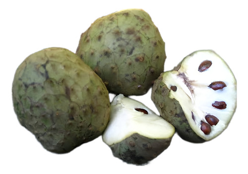 Arbolito De Chirimoya