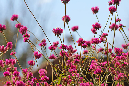 Mix De Semillas Flores Silvestres Rosa