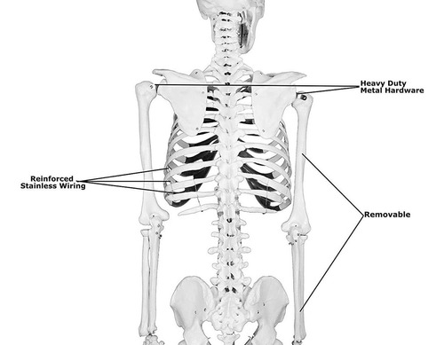 Vision Scientific Vas201-dc Esqueleto Humano De Tamaño Compl