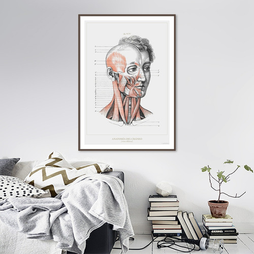 Anatomía Humana 35-36-37-38 Póster Lámina Antiguo Decoración