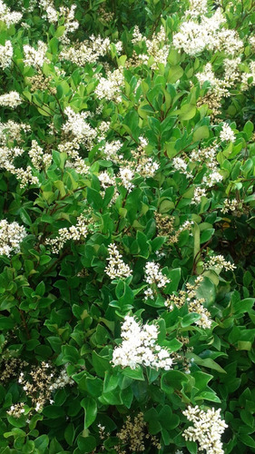 Olea Texana, Ligustrum Texanum, Cerco Vivo 10lts