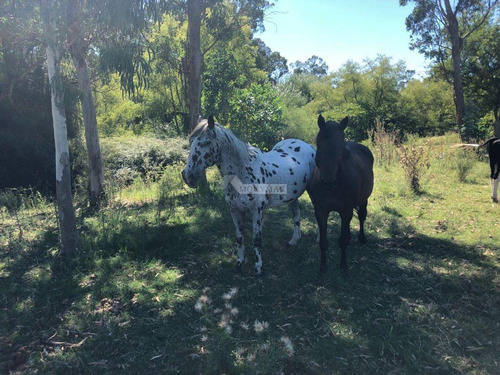 Venta Terreno Manga Camino El Cordero 36980m2 A Mts. Camino Pedro De Mendoza E Instrucciones