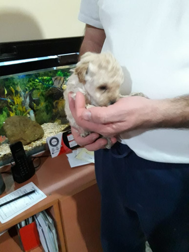 Caniche Micro Toy Hembrita Apricot Oscuro